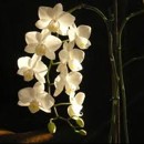 orchidej, kvt