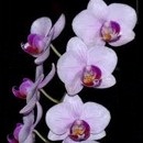 orchidej, kvty