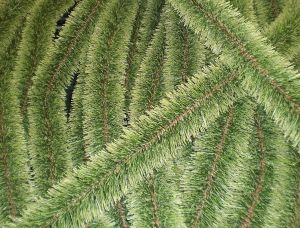 Um�l� borovicov� chvoj�, v�noce