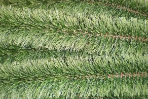 Um�l� borovicov� chvoj�, v�noce