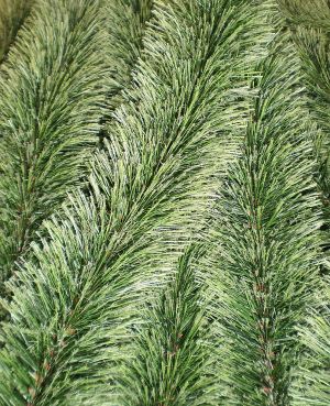 Um�l� borovicov� chvoj�, v�noce