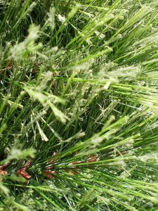 v�no�n� stromek na v�noce