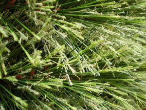 um�l� v�no�n� stromek, v�noce