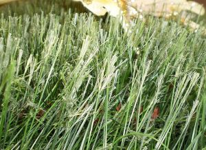 um�l� v�no�n� strome�ek, v�noce