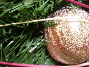 v�no�n� strome�ek na v�noce