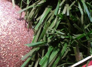 v�no�n� strome�ek na v�noce