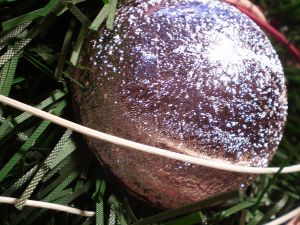 v�no�n� strome�ek na v�noce