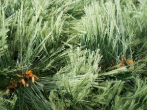 v�no�n� strome�ek na v�noce