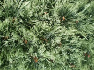 v�no�n� strome�ek na v�noce