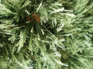 v�no�n� strome�ek na v�noce