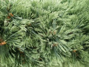 v�no�n� strome�ek na v�noce