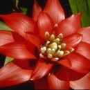 brom�lia, guzm�nia 