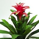 brom�lia, guzm�nia