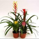 brom�lie, guzm�nie