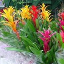 brom�lie, guzm�nie