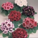 glox�nie, kv�tiny