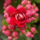 kalanchoe, kolopejka