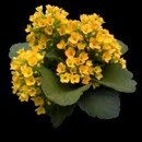 kalanchoe, kolopejka