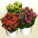 kalanchoe, kolopejka