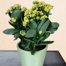 kalanchoe, kolopejka