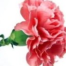 karafi�ty, kv�tiny