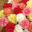 karafi�ty, kv�tiny