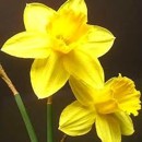 narcisy, kv�ty