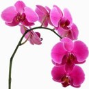 orchidej, kv�t