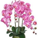 orchidej, kv�ty