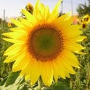 slune�nice, kv�t