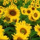 slune�nice, kv�tiny