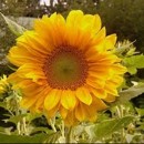 slune�nice, kv�t