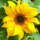 slune�nice, kv�tiny