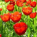 tulip�n, kv�t