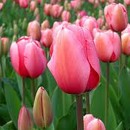 tulip�n, kv�t
