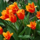 tulip�ny, kv�tiny